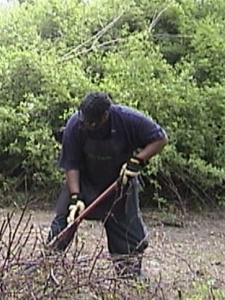 Clearing the weeds